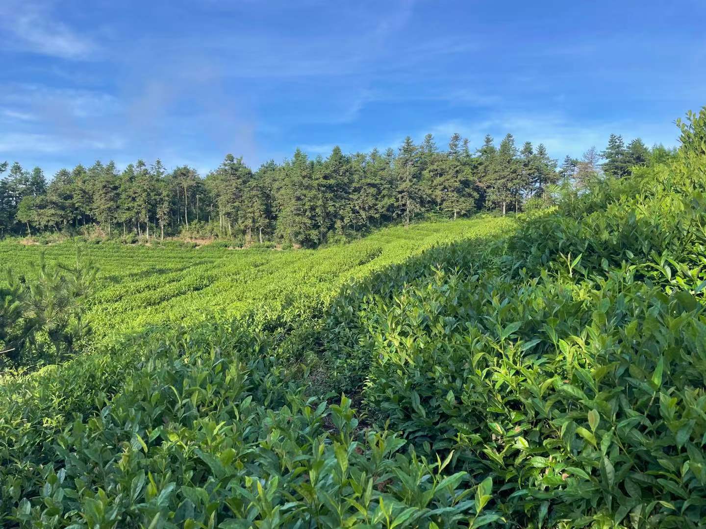 24efa389dec208345f3932cd03fb711